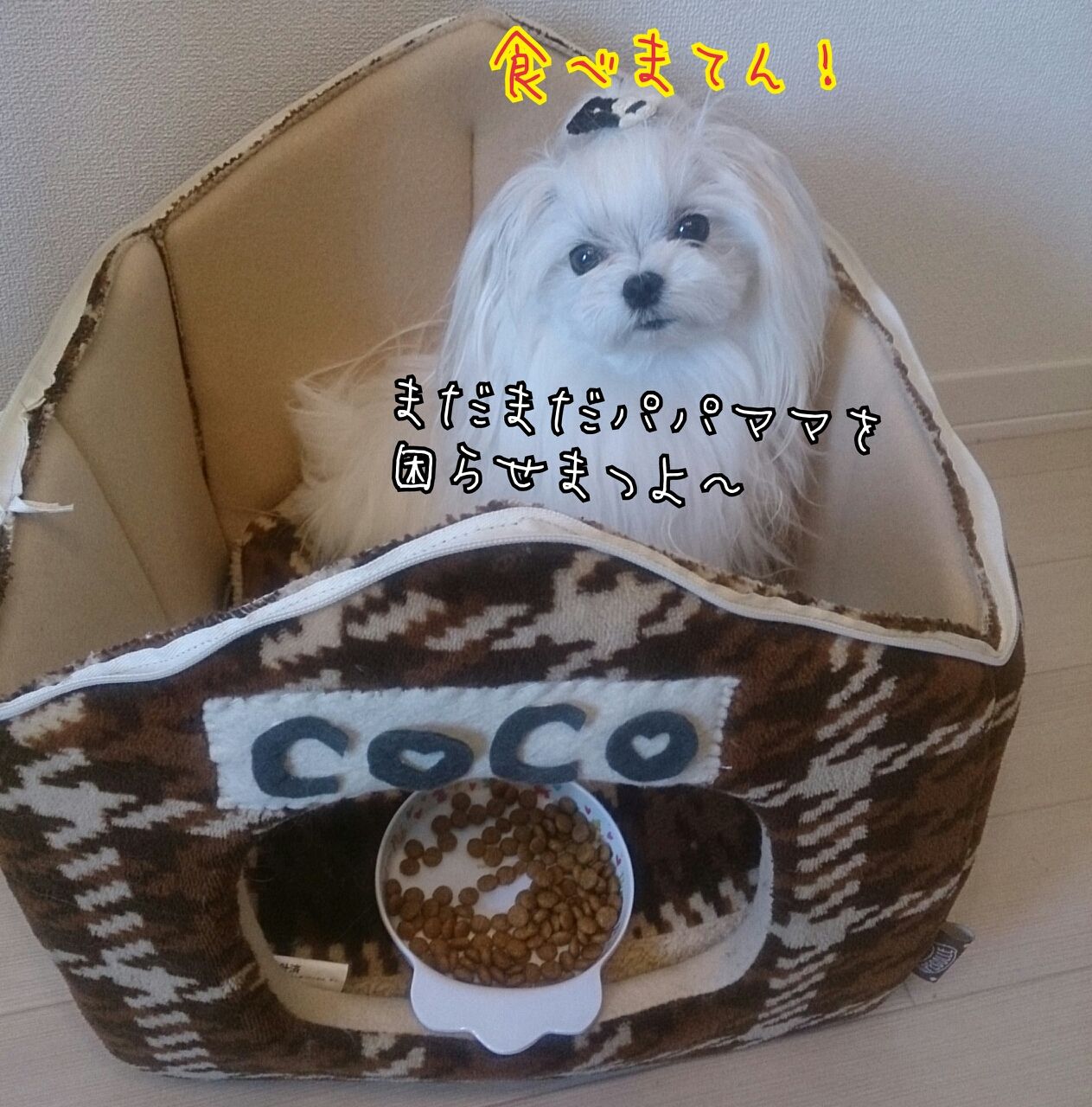 番外編 ココのご飯ストライキの原因を調べてみました ティーカップマルチーズcoco のまったり日記 番外編 ココのご飯ストライキの原因を調べてみました ティーカップマルチーズcoco のまったり日記