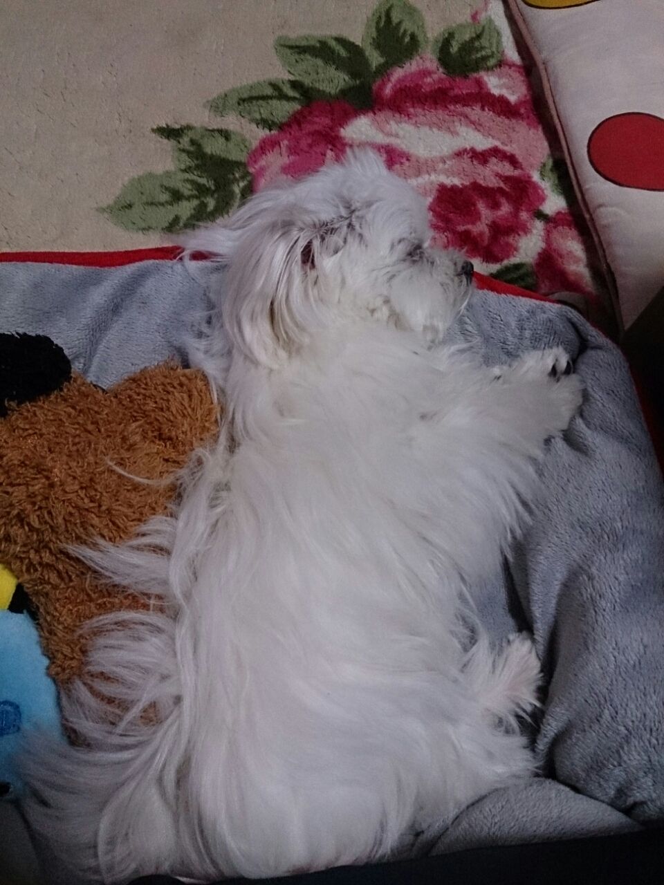レム睡眠 夢見てるの 睡眠時の呼吸数増加 ティーカップマルチーズcoco のまったり日記