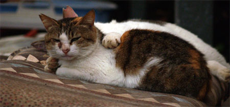 09_6_28_neko2