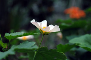 hana1