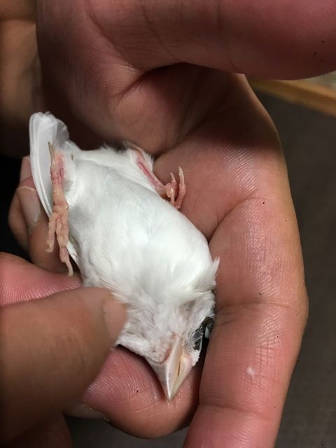 十姉妹は懐くと ママは気ままにあるがまま