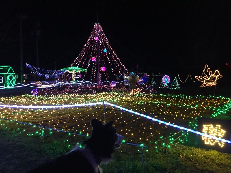 ビレッジ安曇野のイルミネーション あひるの安曇野日記 ビレッジ安曇野のイルミネーション あひるの安曇野日記
