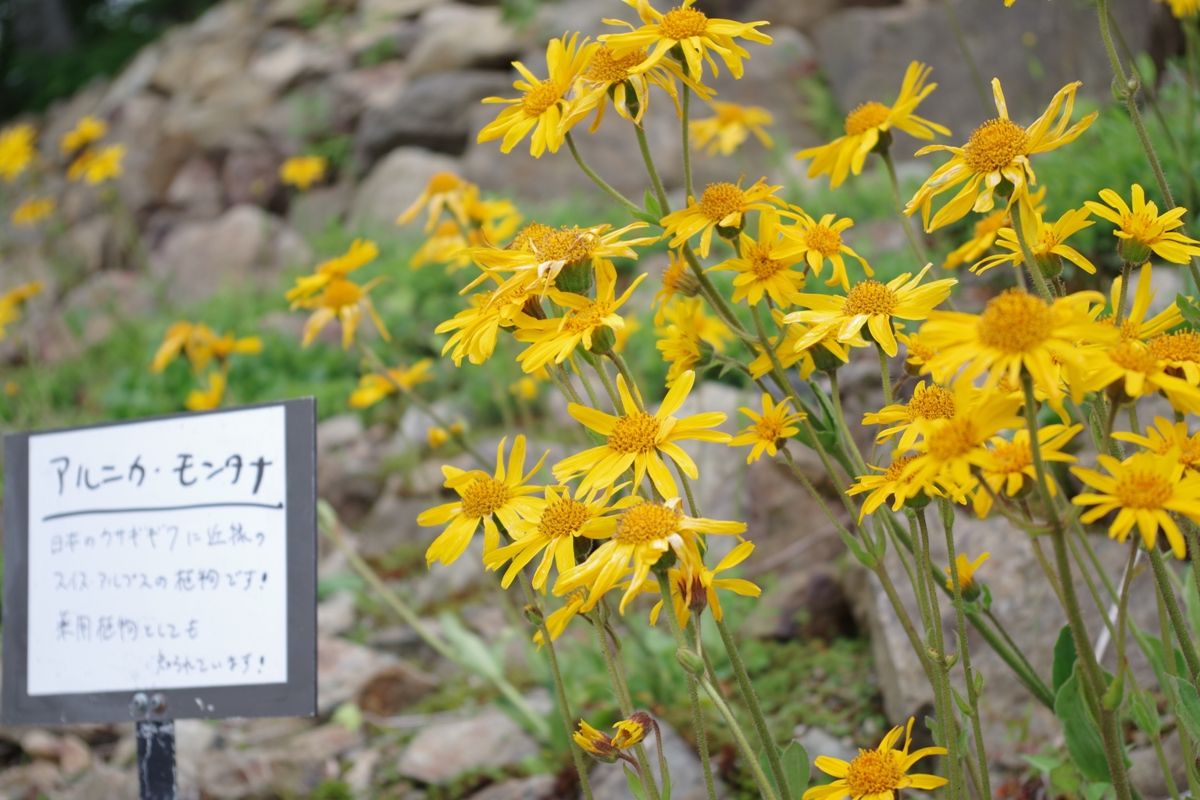 やっと会えた ヒマラヤの青いケシの花 ももちはゴンドラ往復だけだけど あひるの安曇野日記 やっと会えた ヒマラヤの青いケシの花 ももちはゴンドラ往復だけだけど あひるの安曇野日記