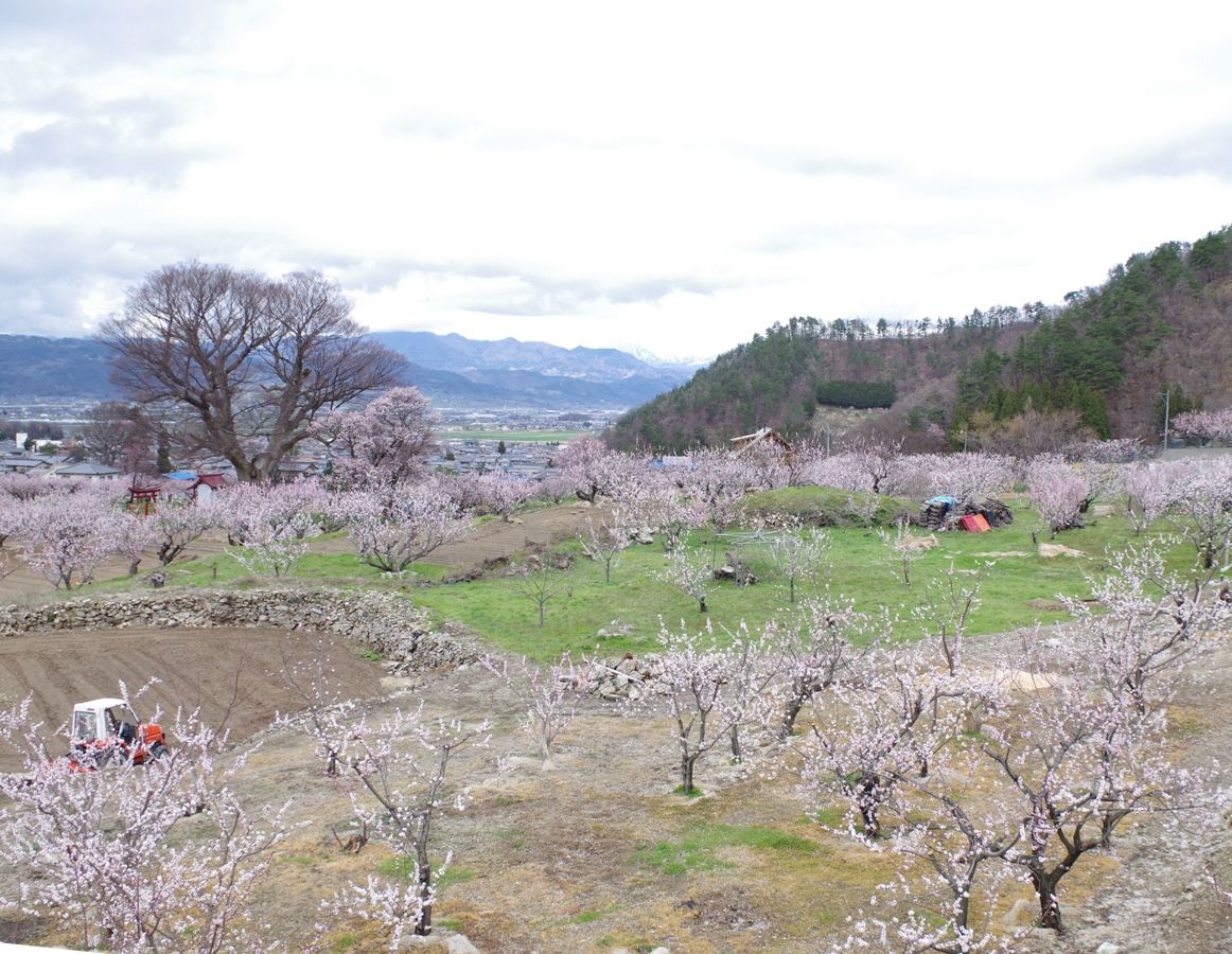 （真作）丘は杏子の花盛り