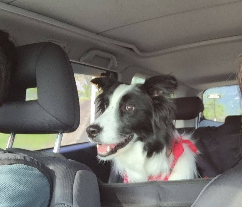 Resultado de imagen para border collie ç¬ è»ã§æ
è¡ãã