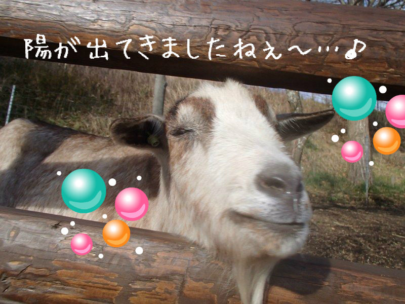 年末年始に初めて房総半島へ 大晦日のマザー牧場 あひるの安曇野日記