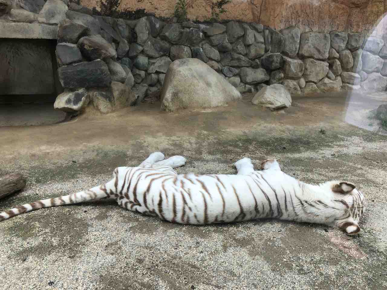 子連れ東武動物公園レポート 1歳児の大型動物園デビュー マンタままちゃんの日常
