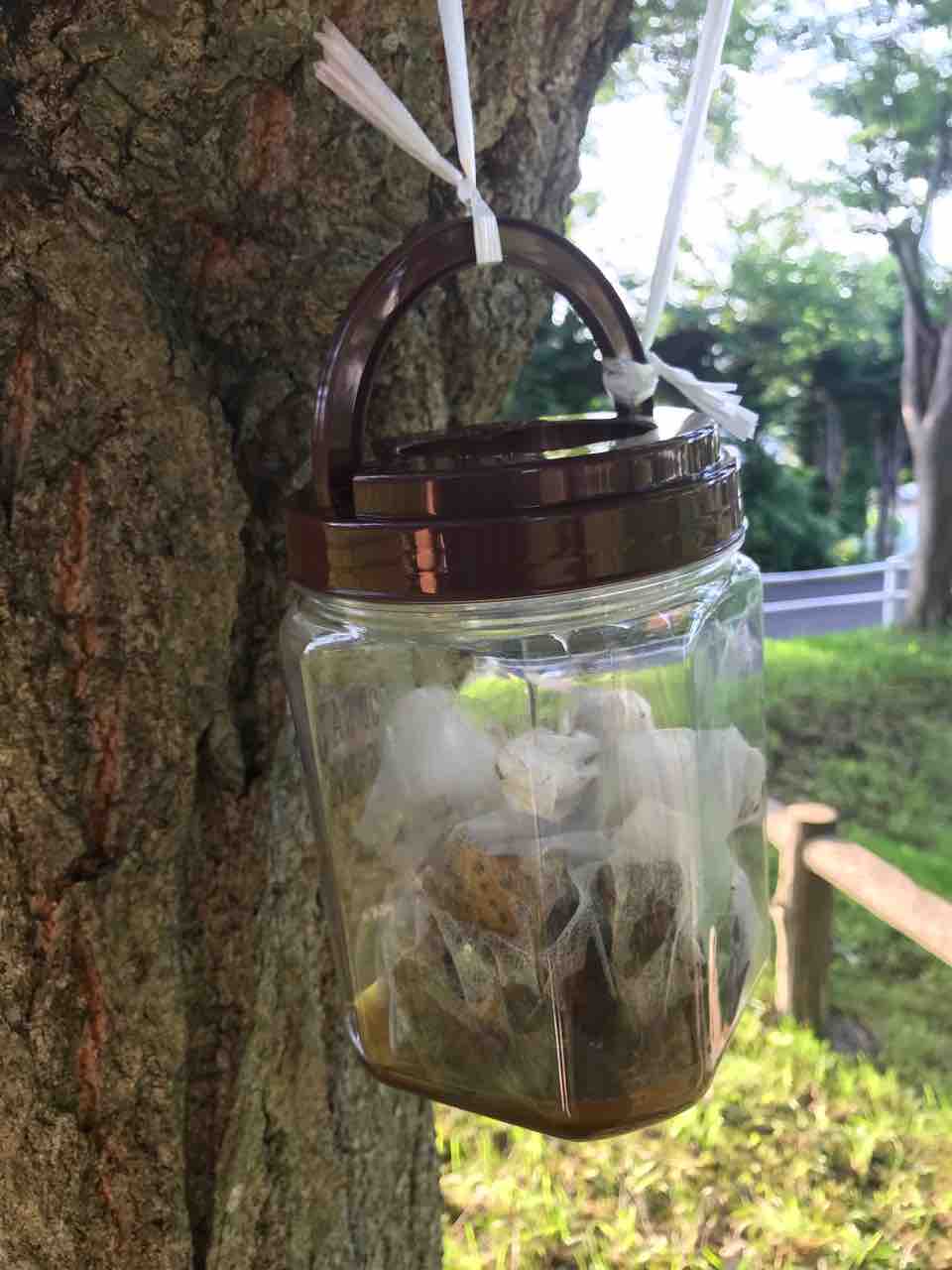 夏の遊び 自然満喫 カブトムシ捕獲作戦 もし関東育ちの主婦が夫の転勤で 弘前 青森 に住んだら 夏の遊び 自然満喫 カブトムシ捕獲作戦 もし関東育ちの主婦が夫の転勤で 弘前 青森 に住んだら