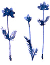 054143ea.gif