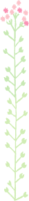 illust-flower6