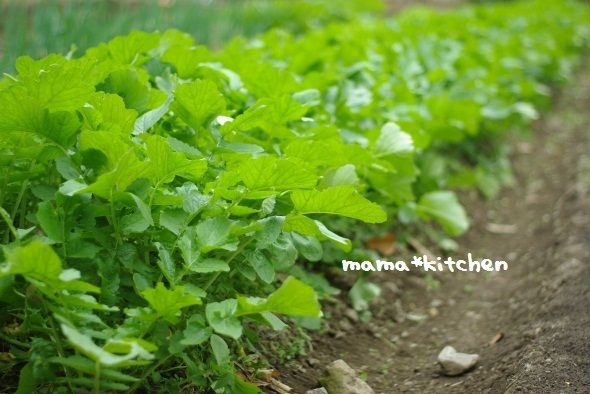 mama*kitchen