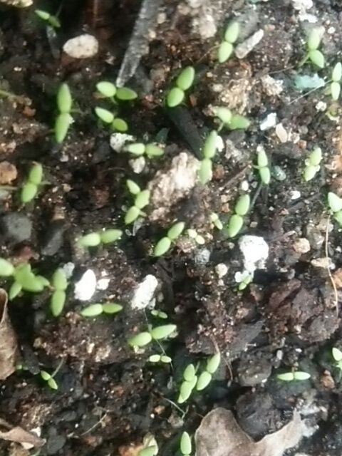 リナリア 姫金魚草 ママンの生活ログ