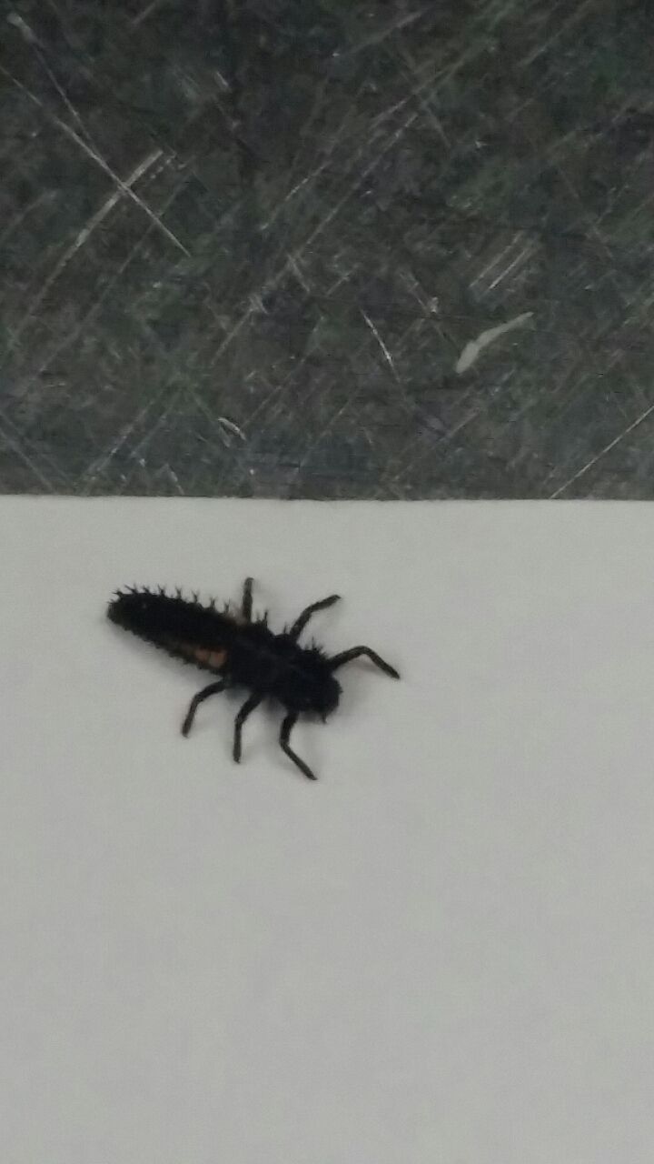 てんとう虫１齢幼虫 虫の記録