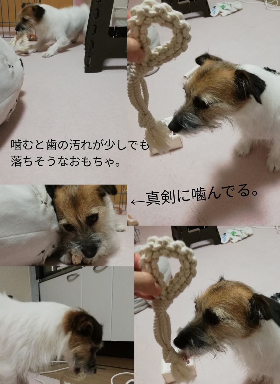 ジャックラッセルテリア1196日目 Jrtくらげの日記