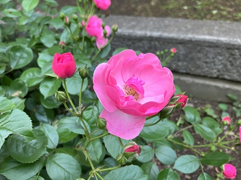 016