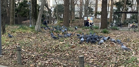 鳩