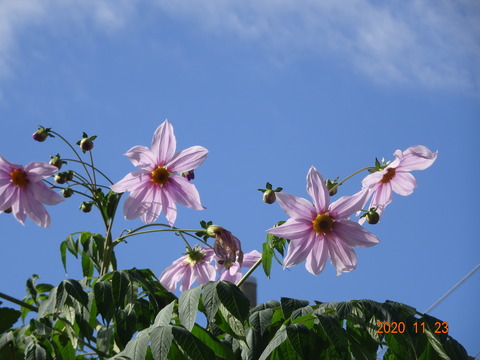 DSC06516