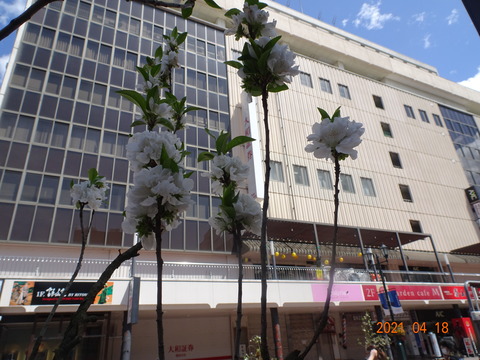 DSC00732