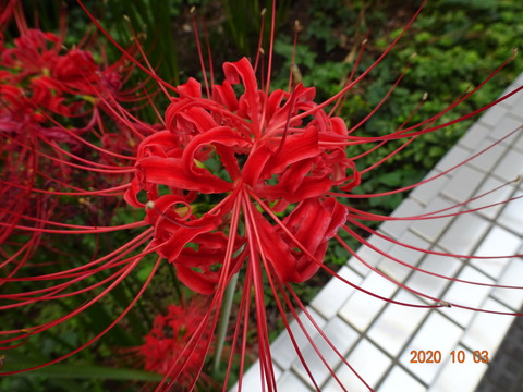 DSC04419