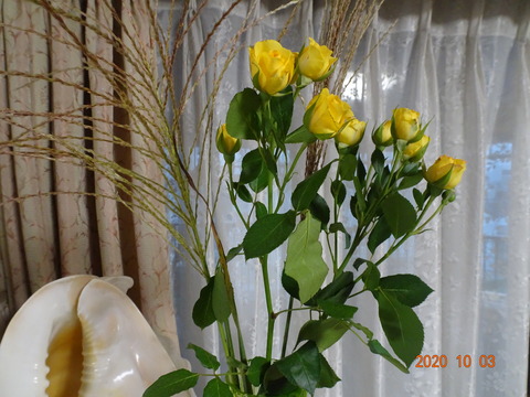 DSC04446