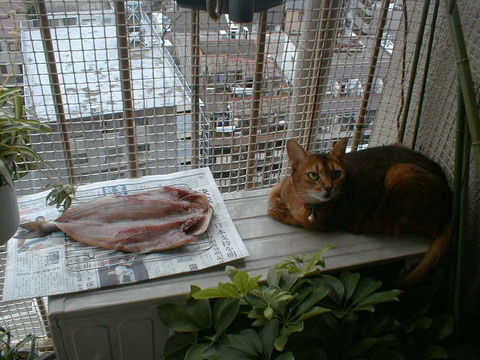 チョロ＆ほっけ1