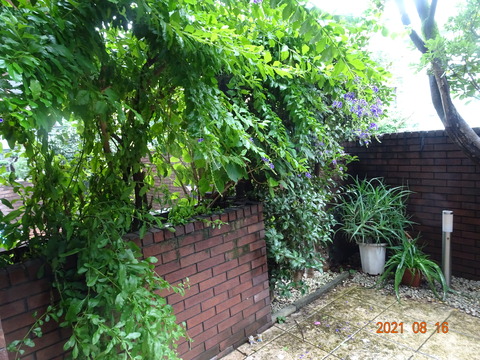 DSC01436 - コピー