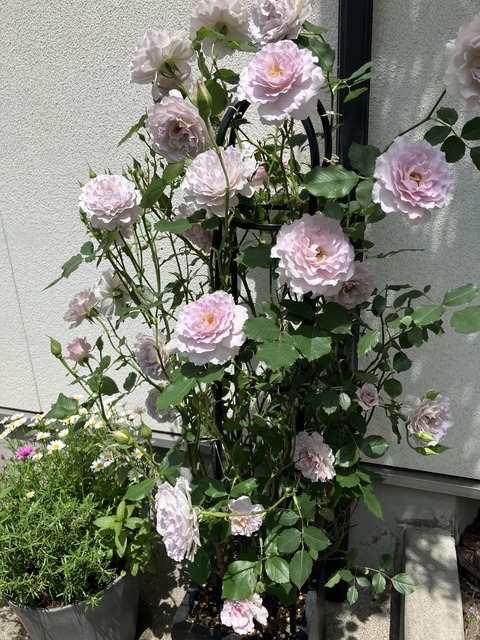 009