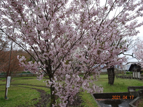 DSC00664