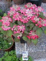 ���� 332����ʥ��ʹȡ�