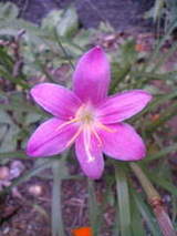 ���ᥢ��ե�Х�