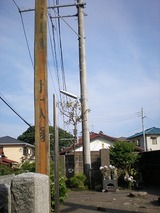 s-���ҥ��ѡ��� 931