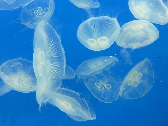 夜のすみだ水族館 1617 Mamataroおでかけ日記 夜のすみだ水族館 1617 Mamataroおでかけ日記