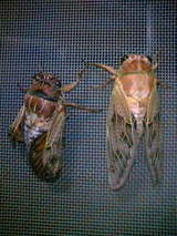 �錄��ã�뺧���ޤ���