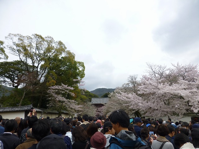 醍醐寺 豊太閤花見行列 Mamataroおでかけ日記 醍醐寺 豊太閤花見行列 Mamataroおでかけ日記