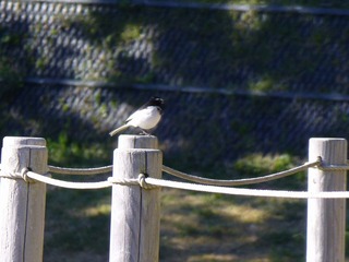 s-P1030066�������������쥤