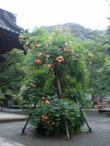 s-�Υ����󥫥������