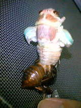 ���ߤ�����