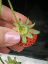 いちごの獲り方