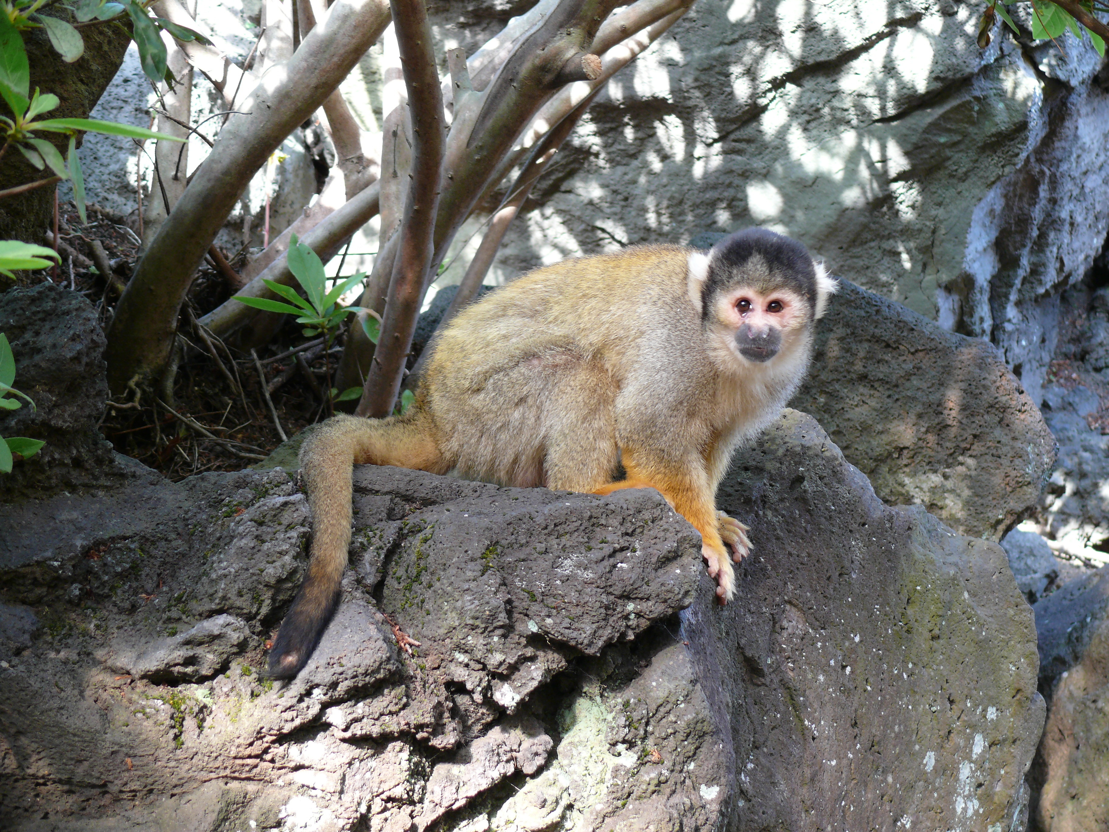 伊豆シャボテン公園で初 シャボテン狩り Mamataroおでかけ日記
