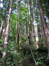 ���ҥ��ѡ��� 1003