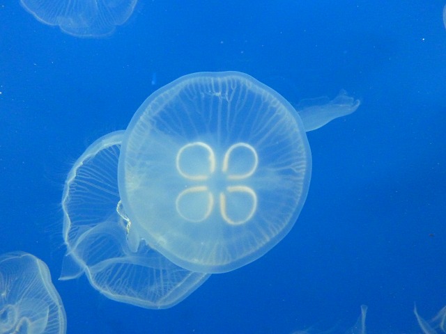 夜のすみだ水族館 1617 Mamataroおでかけ日記 夜のすみだ水族館 1617 Mamataroおでかけ日記
