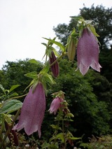 �ޤ��̤Υۥ���֥���