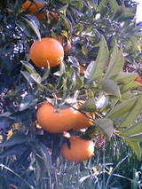 8a5aae7bc37b4c5fa564aa3be7dce94e