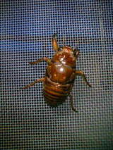 �⤦����æ��