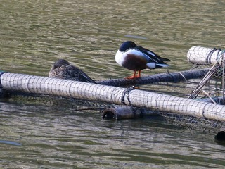 s-P1030054���ϥ��ӥ�����