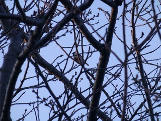 s-P1030211�������奦����