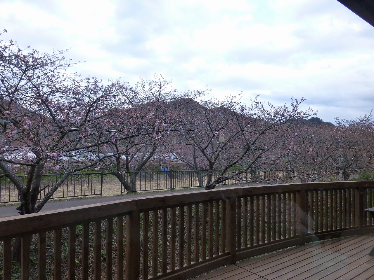 踊り子温泉会館から河津桜 Mamataroおでかけ日記 踊り子温泉会館から河津桜 Mamataroおでかけ日記