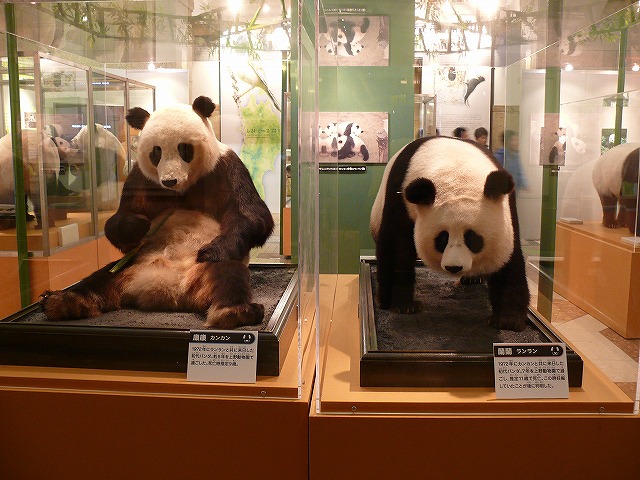 ジャイアントパンダカンカン(康康) パネル写真 ジャイアントパンダカンカン(康康) パネル写真 ジャイアントパンダ