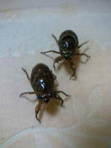 (ɽ��ˤ�������ڥ��Υ����֥�!