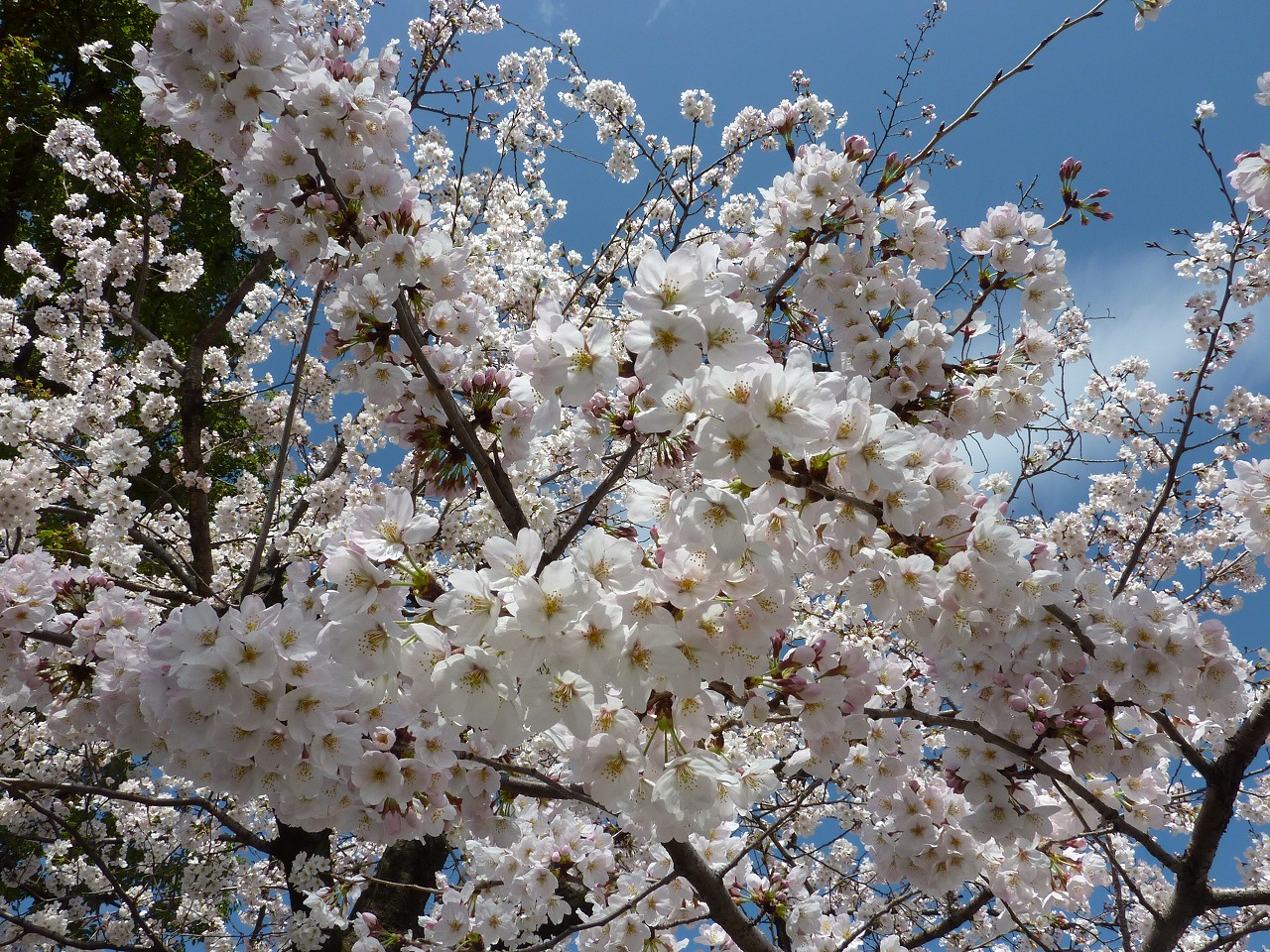 隅田公園の桜22 2327 Mamataroおでかけ日記